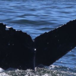 Fluke of CRC-9049