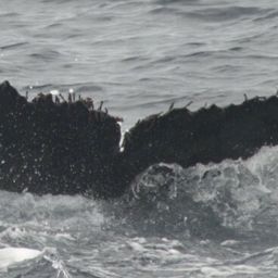 Fluke of CRC-17494