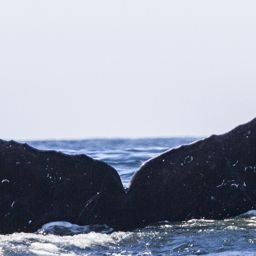 Fluke of CRC-17496