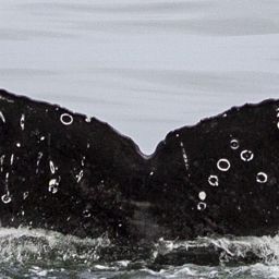 Fluke of CRC-17504