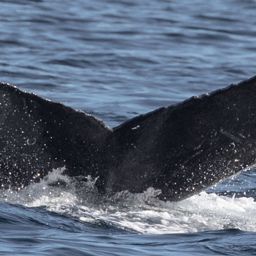 Fluke of CRC-17505