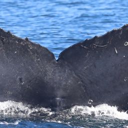 Fluke of CRC-17506