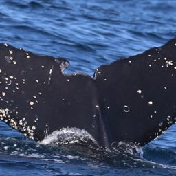 Fluke of CRC-17507