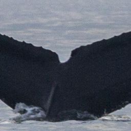 Fluke of CRC-17511