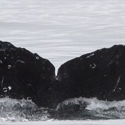 Fluke of CRC-17520