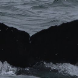 Fluke of CRC-17526