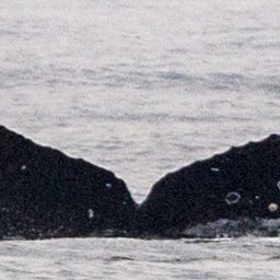 Fluke of CRC-17527