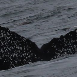 Fluke of CRC-17534