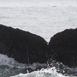 Fluke of CRC-17535