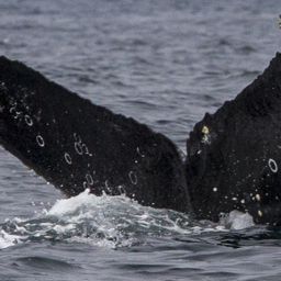 Fluke of CRC-13564