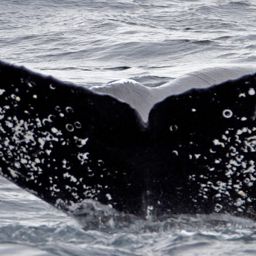 Fluke of CRC-17540