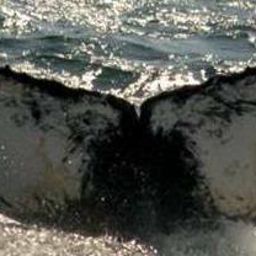 Fluke of Campground