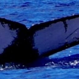 Fluke of SEAK-2431