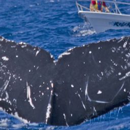 Fluke of CRC-15340
