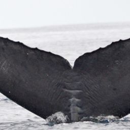Fluke of CRC-12337