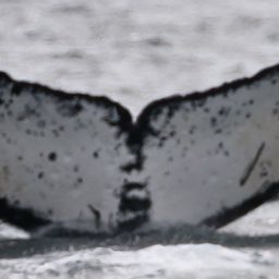 Fluke of CRC-17713