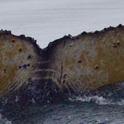 Fluke of HW-MN1301548