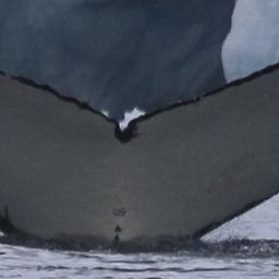Fluke of HW-MN1301553