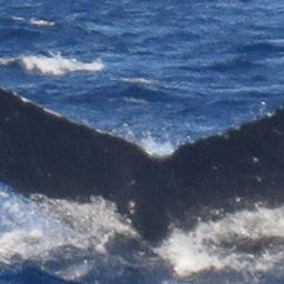Fluke of SEAK-2118