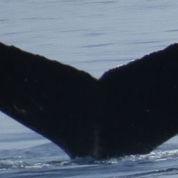Fluke of SEAK-5571