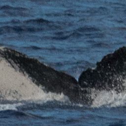 Fluke of HW-MN0441043