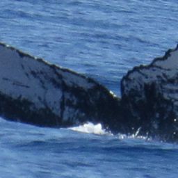 Fluke of HW-MN0441046