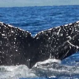 Fluke of HW-MN0441053