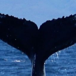 Fluke of HW-MN0441055