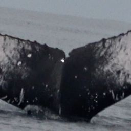 Fluke of HW-MN0441056
