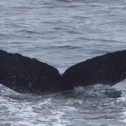 Fluke of AHWC-7420