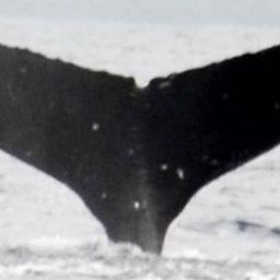 Fluke of HW-MN0441062