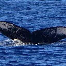 Fluke of HW-MN0441063