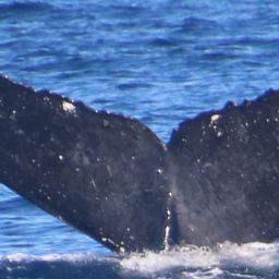 Fluke of HW-MN0441068