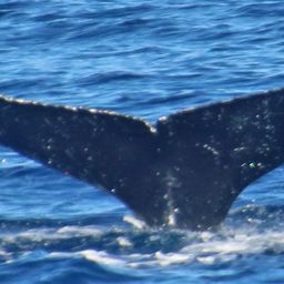 Fluke of HW-MN0441069