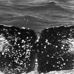 Fluke of HW-MN0441082