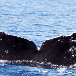 Fluke of HW-MN0441085