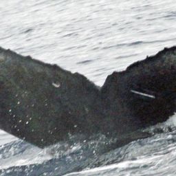 Fluke of CRC-15458