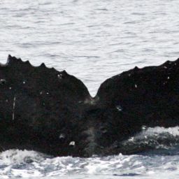 Fluke of SEAK-2458