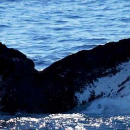 Fluke of HW-MN0441091