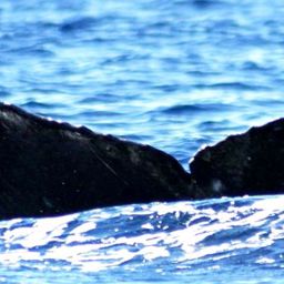 Fluke of BCY0290