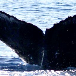 Fluke of BCY0392