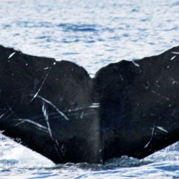 Fluke of HW-MN0441101