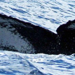 Fluke of SEAK-2509