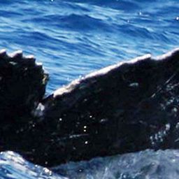 Fluke of SEAK-2180