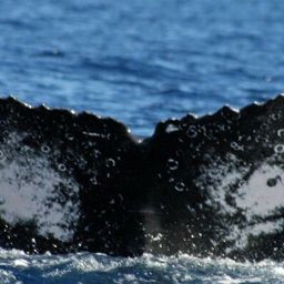 Fluke of HW-MN0441106