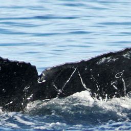 Fluke of HW-MN0441108