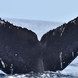 Fluke of CRC-10625
