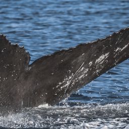 Fluke of CRC-18249