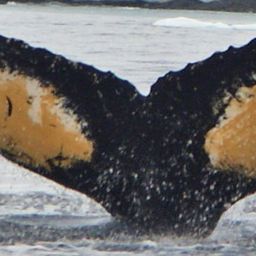 Fluke of HW-MN1301558
