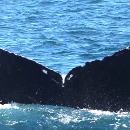 Fluke of CRC-15059